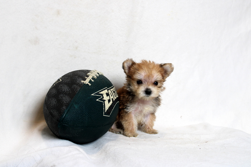 puppy, for, sale, Morkie, Matthew B. Stoltzfus, dog, breeder, Gap, PA, dog-breeder, puppy-for-sale, forsale, nearby, find, puppyfind, locator, puppylocator, aca